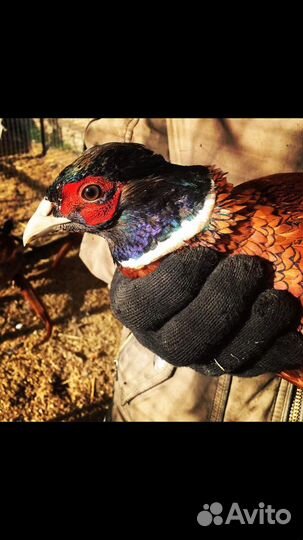 Фазан Охотничий