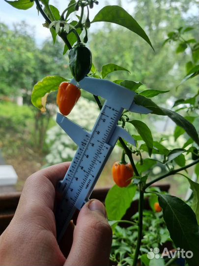 Семена Перец супер острый хабанеро