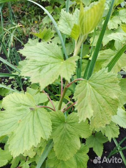 Смородина черная сорт 