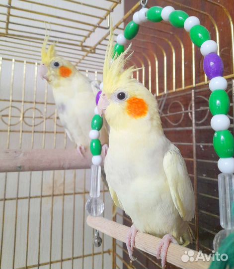 Птенцы корелл