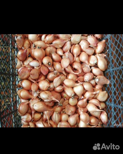 Лук семейный