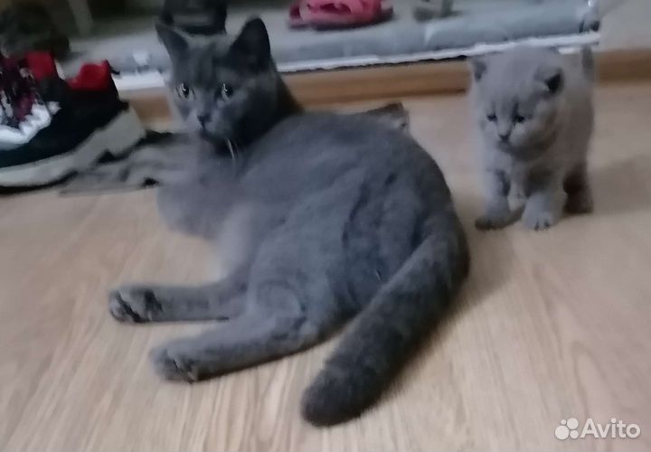 Британская