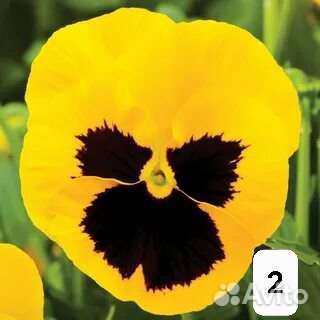 Рассада виола