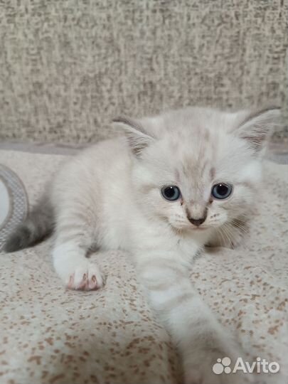 Шотландские котята