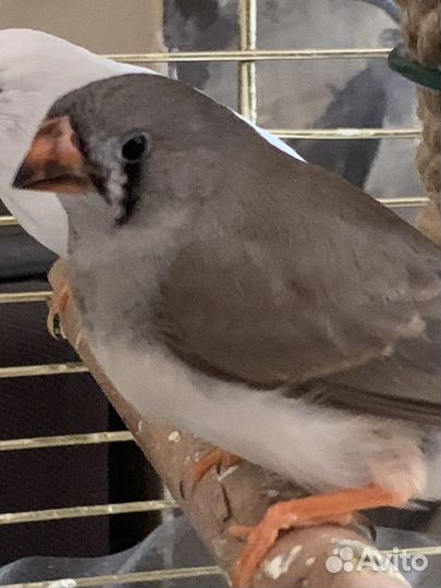 Зебровые амадины