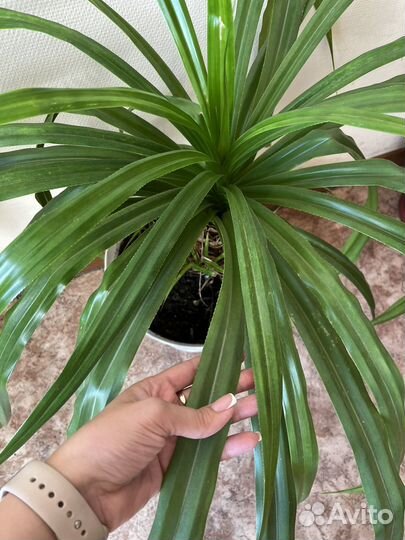 Пальма панданус