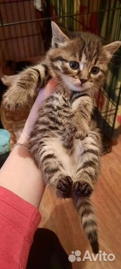 Кошки в добрые руки