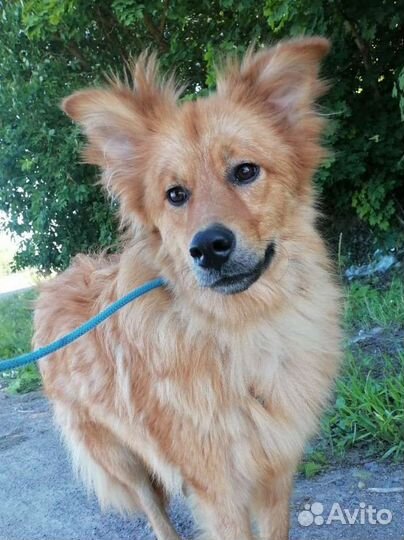 Рыжий красавчик Мэтти ищет дом в добрые руки