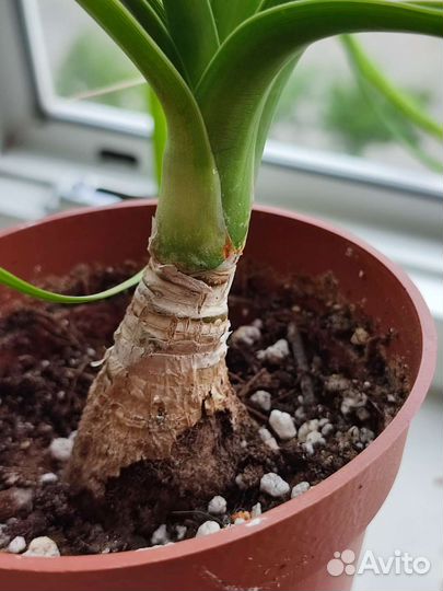 Бокарнея нолина