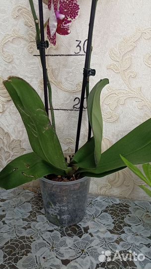 Орхидея фаленопсис Sesam