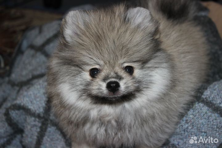 Щенки шпица