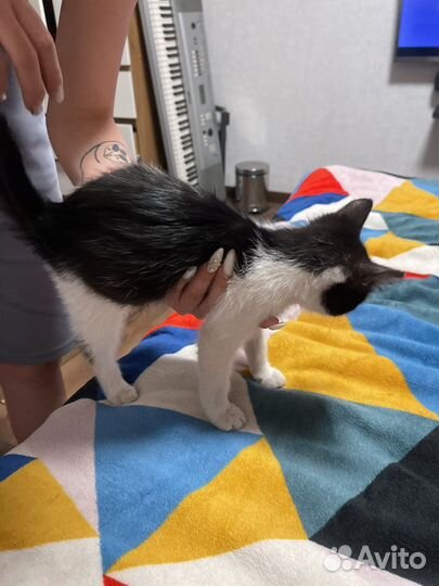 Котенок Феликс