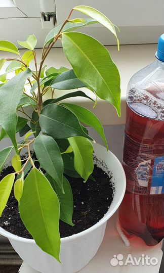 Фикус эстер (неон)