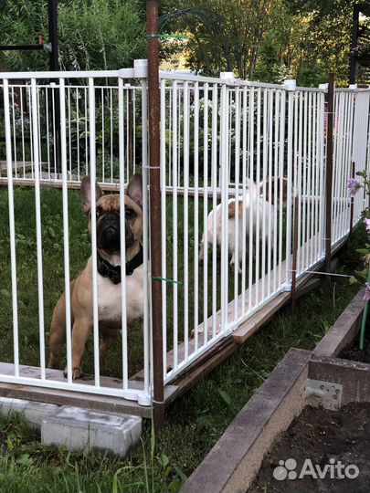 Передержка собак