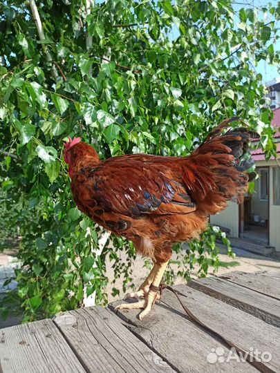 Молодые петухи