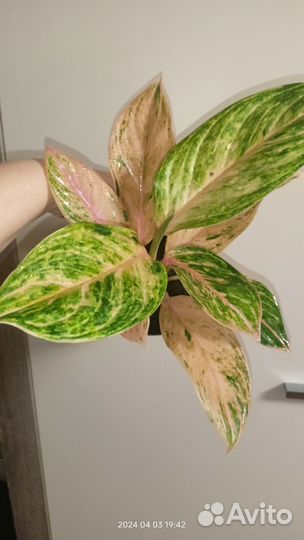 Аглаонема Пич Перл (Aglaonema Peach Pearl)