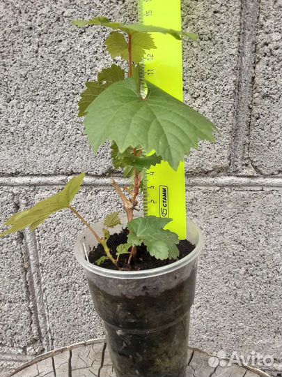 Виноград 'Алешенькин'