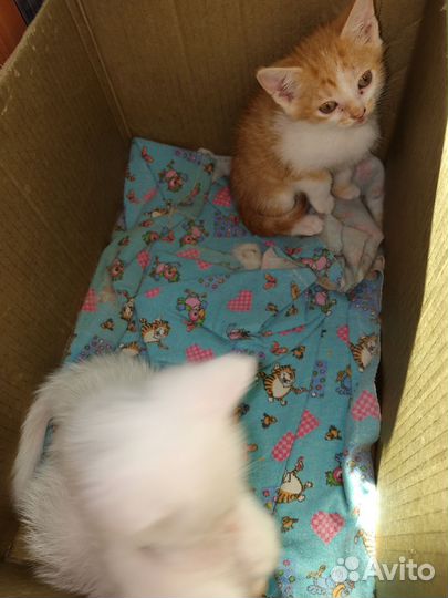 Котята полтора месяца