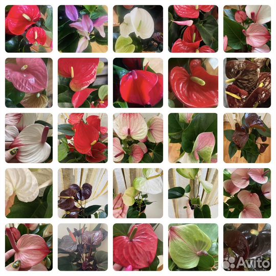 Антуриум коллекционные и сортовые