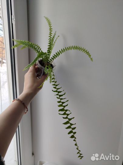 Папоротник Грин леди