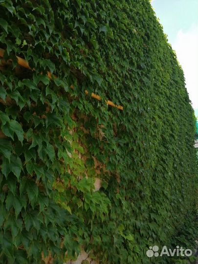 Бостонский плющ