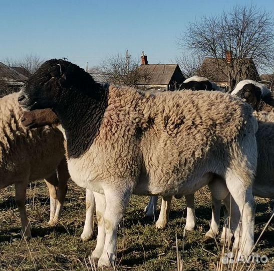 Баран дорпер на племя