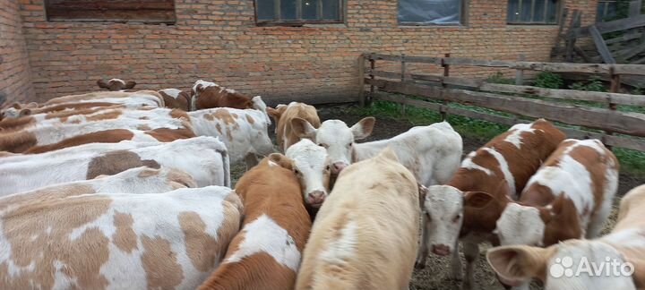 Бычки от 1 месяцев