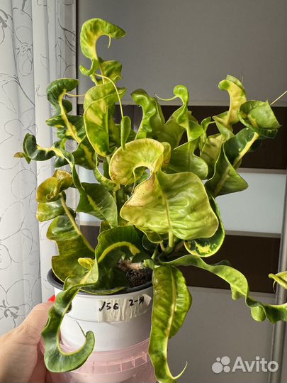 Кротон тайский