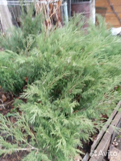 Саженцы хвойных растений
