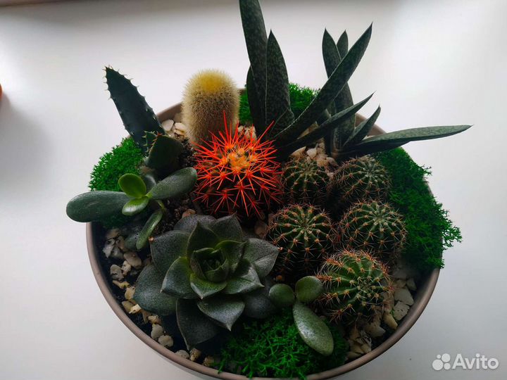 Суккуленты ч2