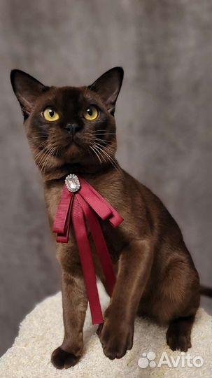 Бурманский кот, вязка