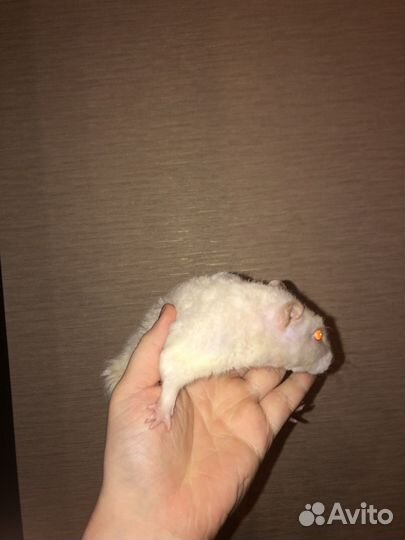 Крысы бесплатно в добрые руки