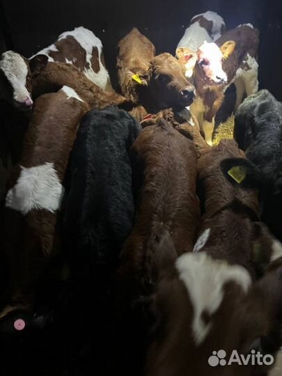 Телята бычки скот с доставкой до двора
