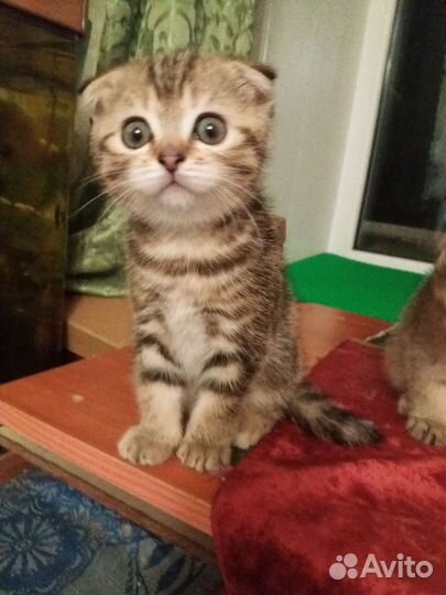 Шотландские котята