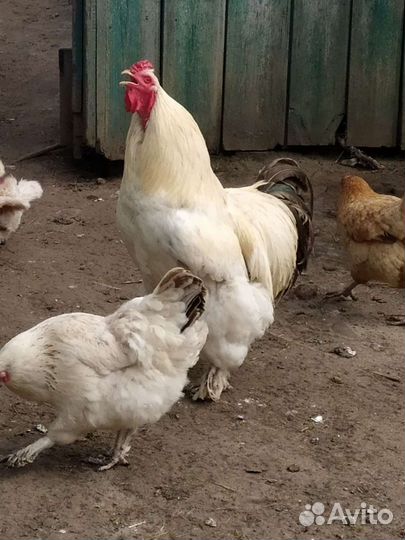 Цыплята и Инкубационное яйцо