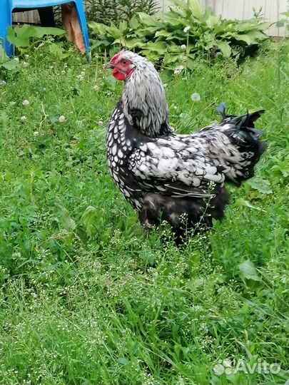 Виандот, Джерси