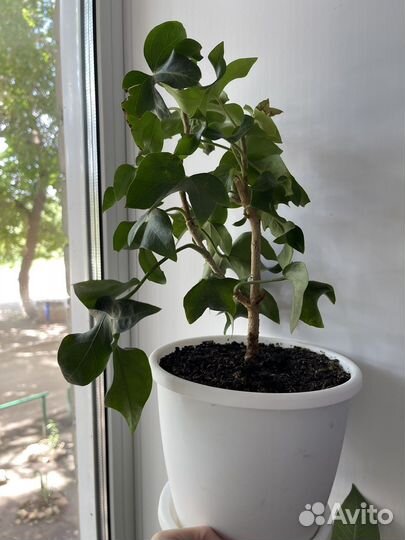 Комнатные цветы