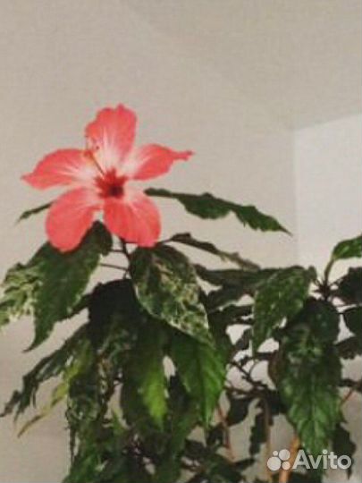 Гибискус китайская роза