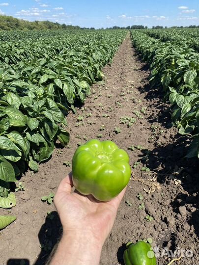 Сладкий Перец