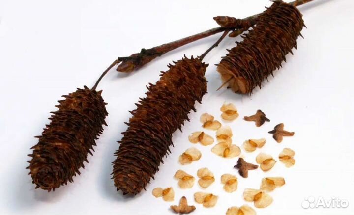 Семена берёза повислая