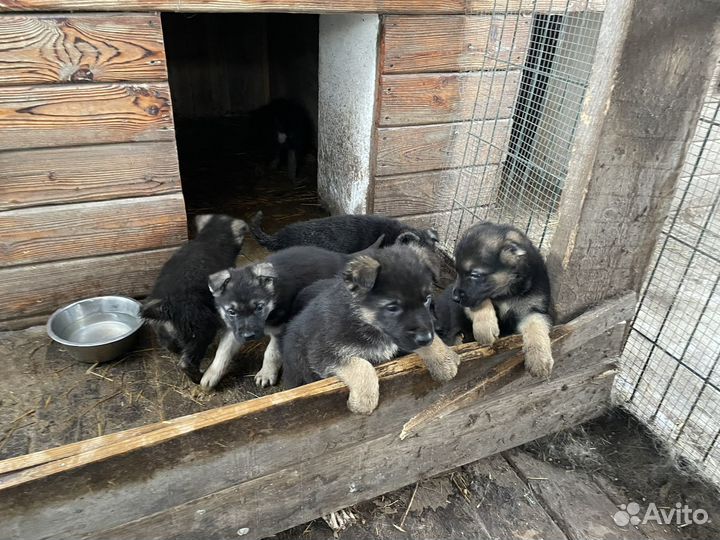 Щенки восточноевропейской овчарки