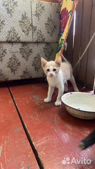 Отдаем котят в добрые руки