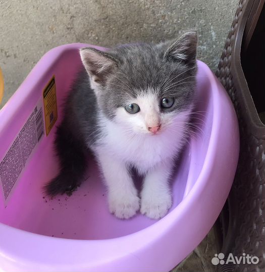 Отдам котят в добрые руки