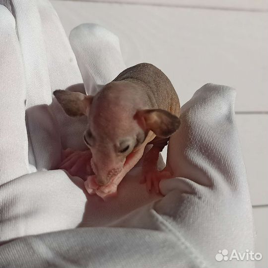 Крысята сфинкс/ лысая крыса