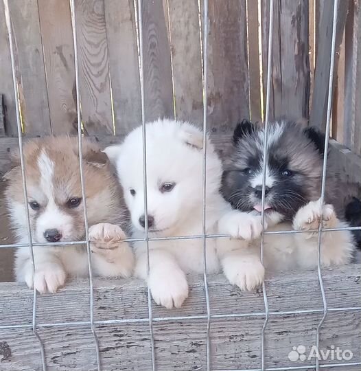 Продам щенков Акиту Ину