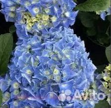 Гортензия Фаболо Блу, цветущая