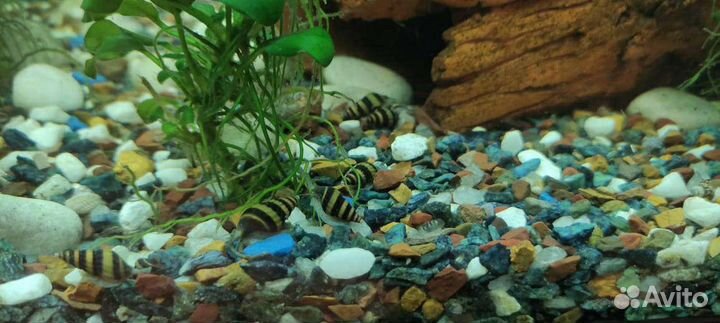 Улитка хелена