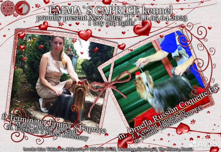 Йоркширский терьер девочка