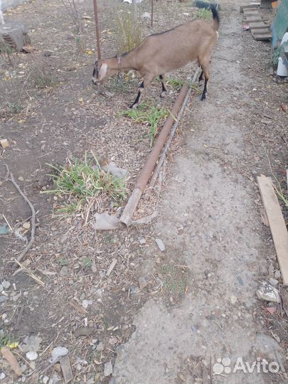 Коза Нубийская