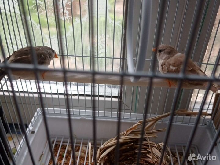 Зебровые амадины